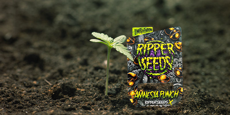 Uprawa Amnesia Punch Growing Amnesia Punch