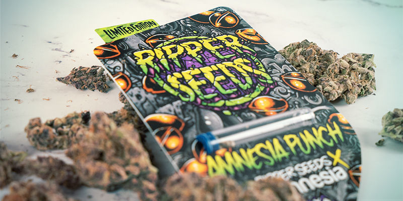 Efekty Amnesia Punch Efekty Amnesia Punch