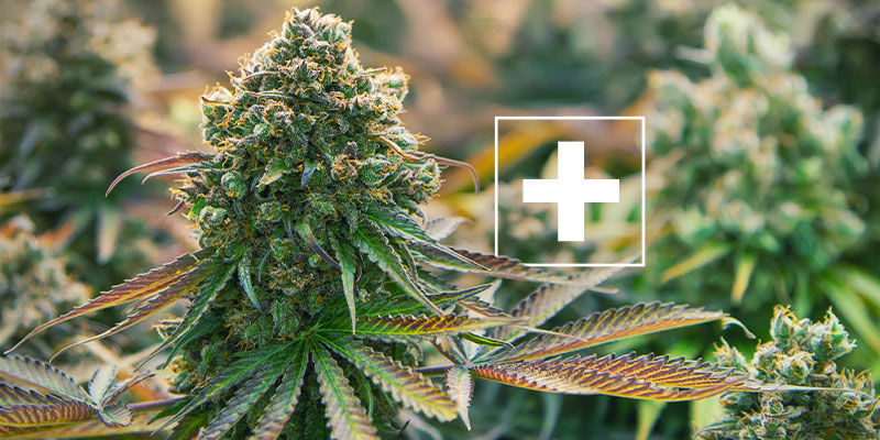 Dlaczego guano nietoperzy jest dobre dla roślin konopi? Dlaczego guano nietoperzy jest dobre dla roślin konopi?