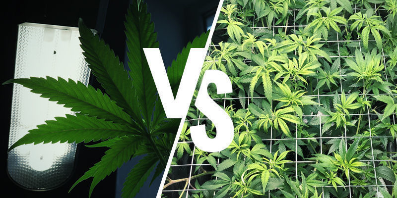 Boczne doświetlanie a inne techniki uprawy