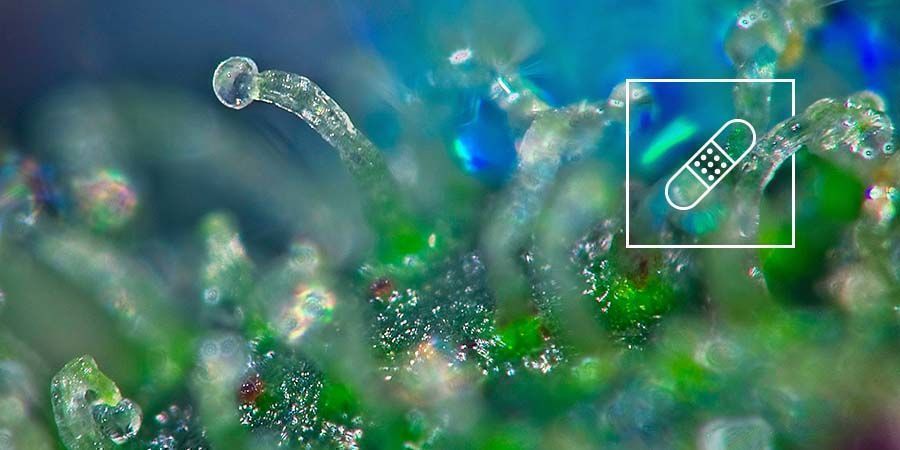 Zawartość kannabinoidów Medyczna a rekreacyjna marihuana: zawartość kannabinoidów