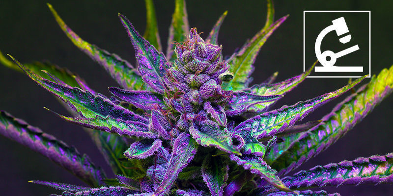 Przyszłość delta-8 THC