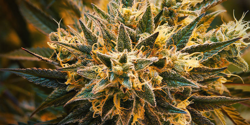 Czym jest delta-8 THC?