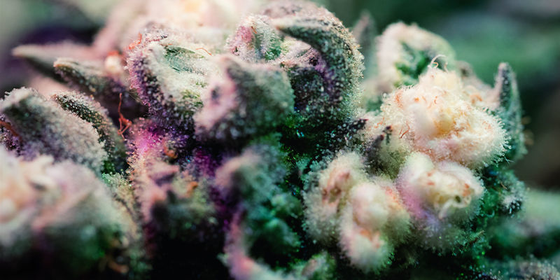 Wariagacja i albinizm