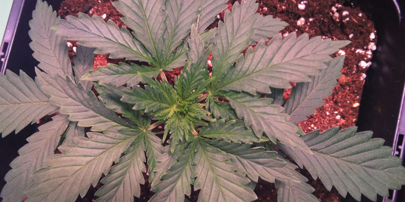 Fyllotaksja okółkowa (siewki z trzema liśćmi)