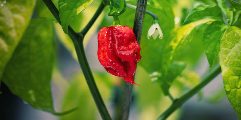 Papryczki Carolina Reaper