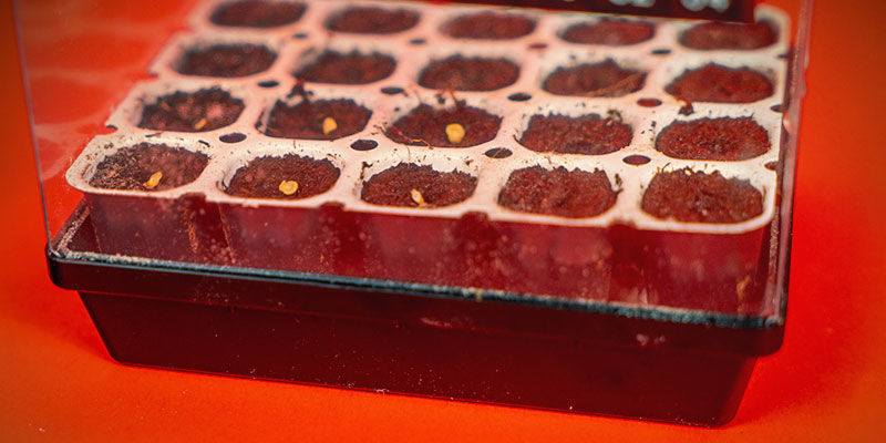 Kiełkowanie nasion papryki w ziemi Kiełkowanie nasion papryki w ziemi