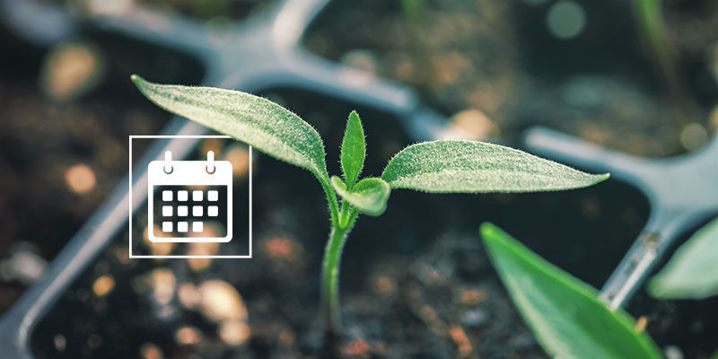 Kiedy zacząć kiełkowanie nasion papryki? Kiedy zacząć kiełkowanie nasion papryki?