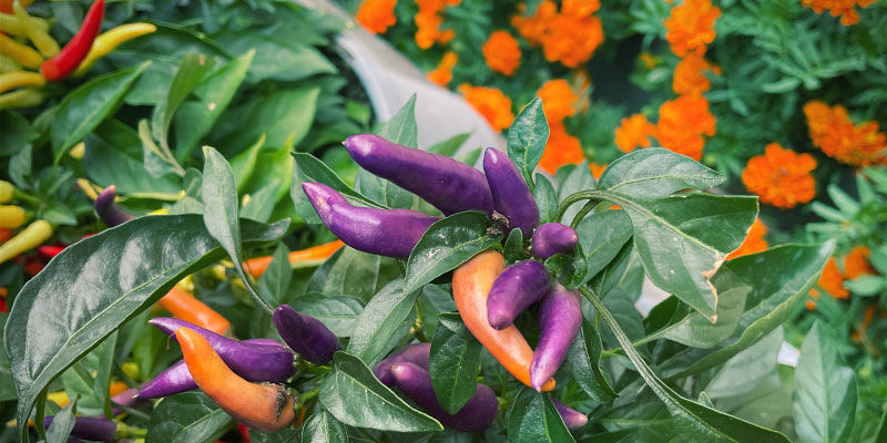 3 Chilli Pepper Companion Plants: Flowers 3 Chilli Pepper Companion Plants: Flowers