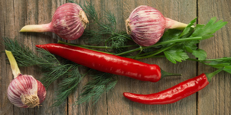 3 Chilli Pepper Companion Plants: Herbs 3 Chilli Pepper Companion Plants: Herbs