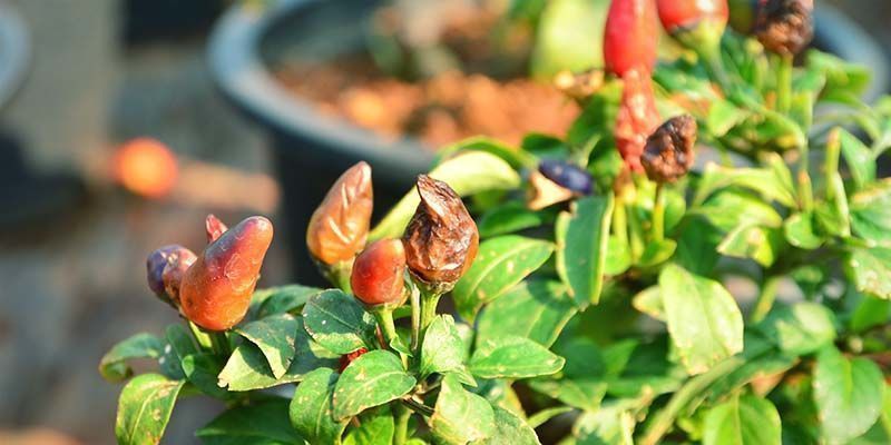 Miękka zgnilizna bakteryjna