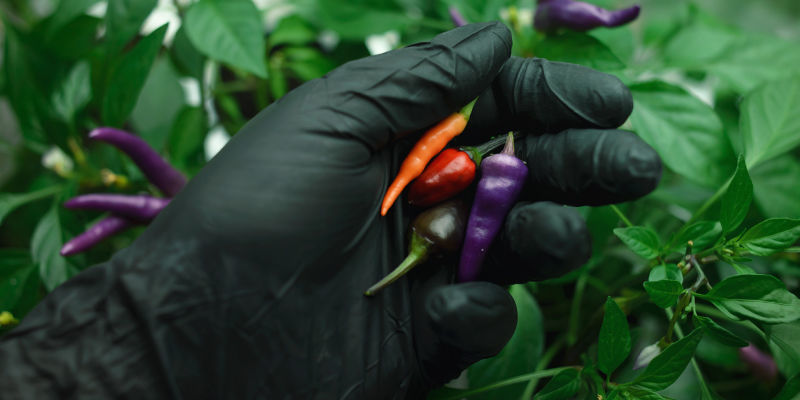 Harvest At The Right Time Harvest At The Right Time