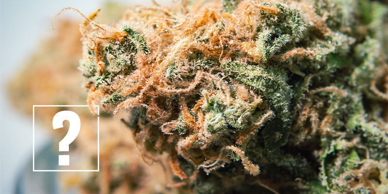 Czy powinieneś martwić się alergią na konopie? Czy powinieneś martwić się alergią na konopie?