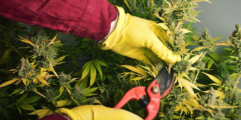 Co wywołuje reakcję alergiczną na konopie? Co wywołuje reakcję alergiczną na konopie?