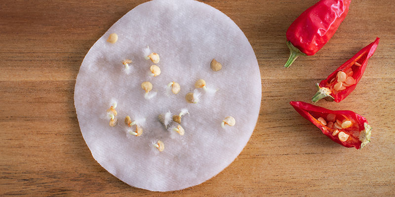 Germination Germination