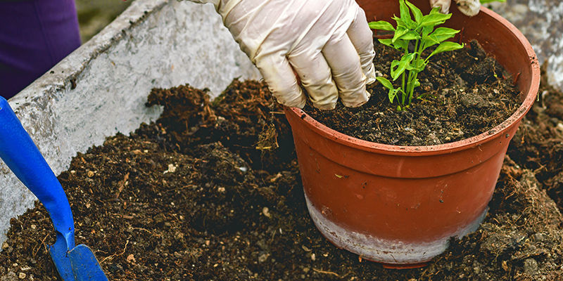 Przesadzanie Przesadzanie