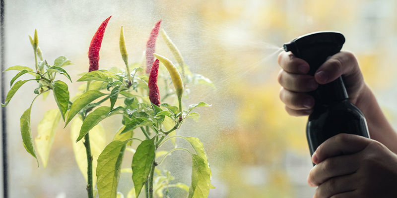 Water And Nutrients Water And Nutrients