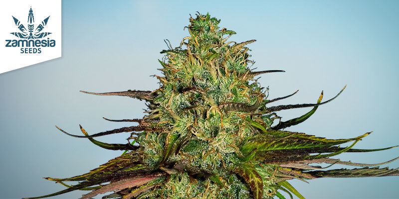 Cechy odmiany Lava Cake Cechy odmiany Lava Cake