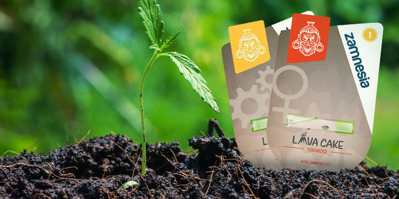 Jak uprawiać Lava Cake Jak uprawiać Lava Cake