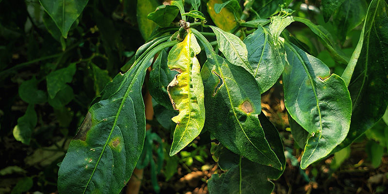 Przypalenie od nadmiaru składników odżywczych Nutrient burn