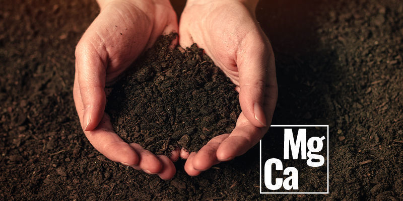 Składniki odżywcze drugorzędne Składniki odżywcze drugorzędne