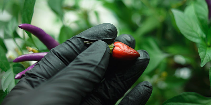 Time To Harvest Time To Harvest