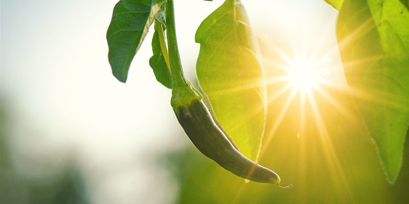 Why Grow Hot Peppers Outdoors? Why Grow Hot Peppers Outdoors?