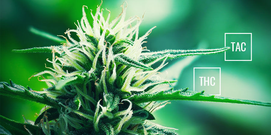 THC Vs TAC THC Vs TAC