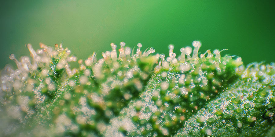 Całkowita zawartość kannabinoidów aktywnych a całkowita liczba drobnoustrojów tlenowych Całkowita zawartość kannabinoidów aktywnych a całkowita liczba drobnoustrojów tlenowych