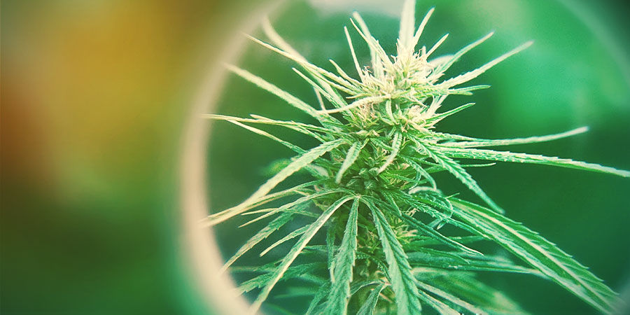 Czym są całkowite aktywne kannabinoidy (TAC)? Czym są całkowite aktywne kannabinoidy (TAC)?