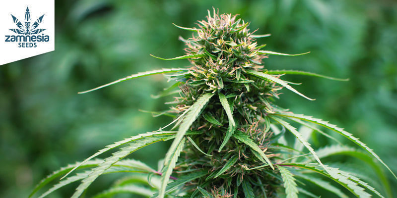 Frosted Guava Frosted Guava (Zamnesia Seeds)