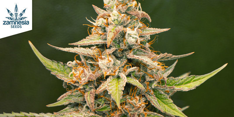 Pink Rozay Pink Rozay