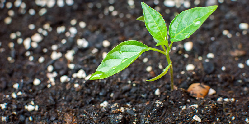 Pielęgnacja i konserwacja