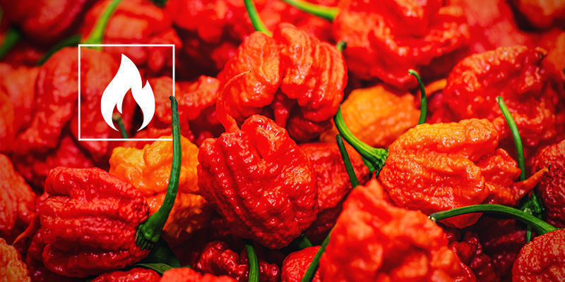 Jak ostra jest papryka Carolina Reaper?