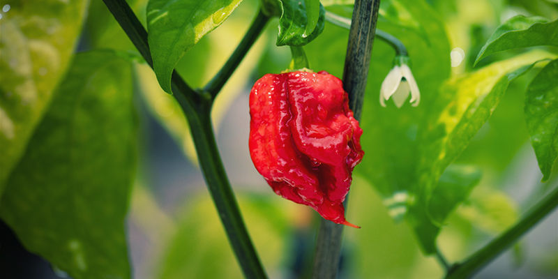 Czym jest papryka Carolina Reaper?