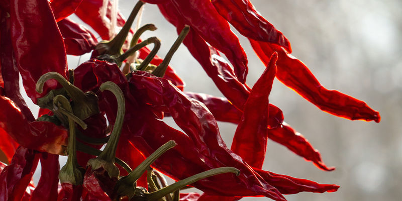 Jak przechowywać papryczki Cayenne Long Slim