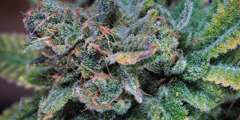 Acapulco Gold Acapulco Gold