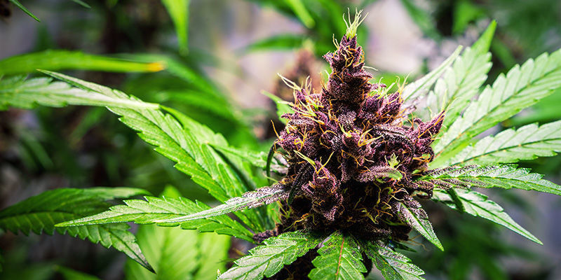 Afghani / Afghan Afghani / Afghan