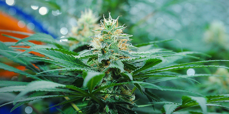 Amnesia Haze Amnesia Haze