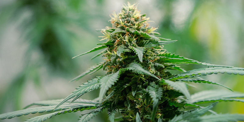 White Widow White Widow