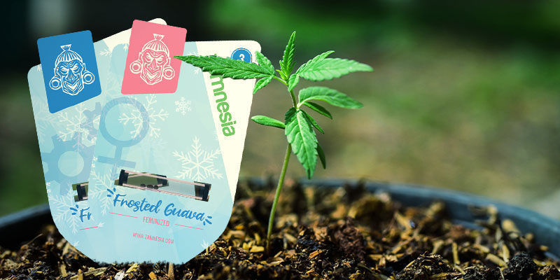 Jak uprawiać Frosted Guava