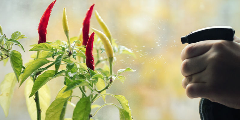 Jak stosować naturalne pestycydy na roślinach chilli Jak stosować naturalne pestycydy na roślinach chilli
