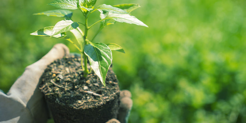Na czym polega hartowanie roślin?