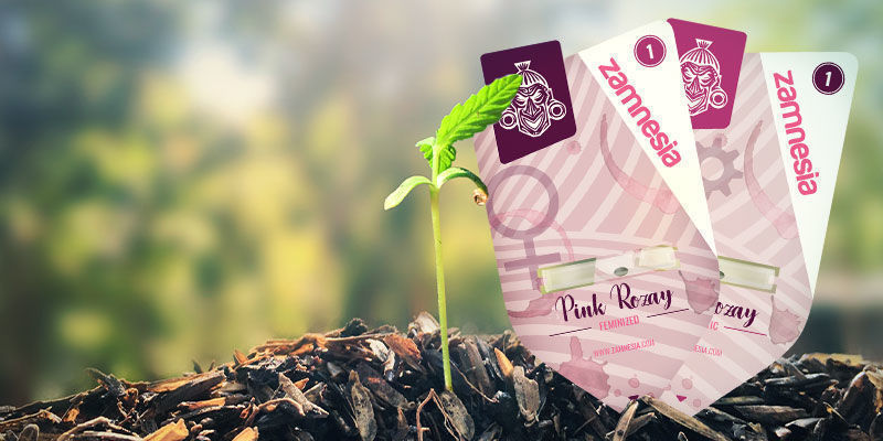 Jak uprawiać Pink Rozay