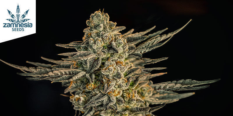 Cechy odmiany Apple Fritter