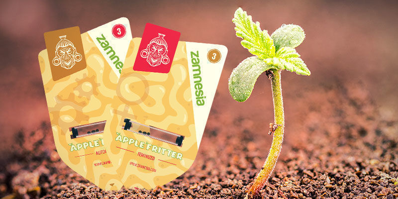 Jak uprawiać Apple Fritter