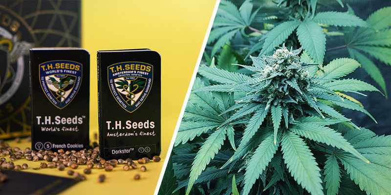 25th Anniversary Box Set Special (T.H. Seeds) 25th Anniversary Box Set Special (T.H. Seeds)