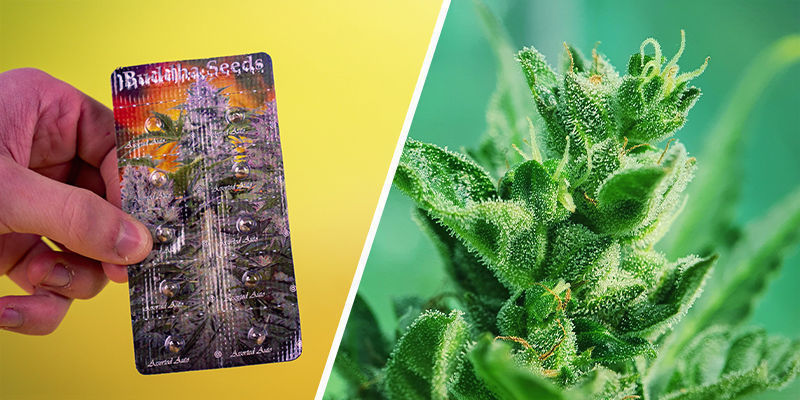 Assorted Auto (Buddha Seeds) Assorted Auto (Buddha Seeds)