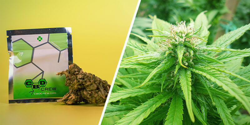 CBD Indica Mix (CBD Crew) CBD Indica Mix (CBD Crew)