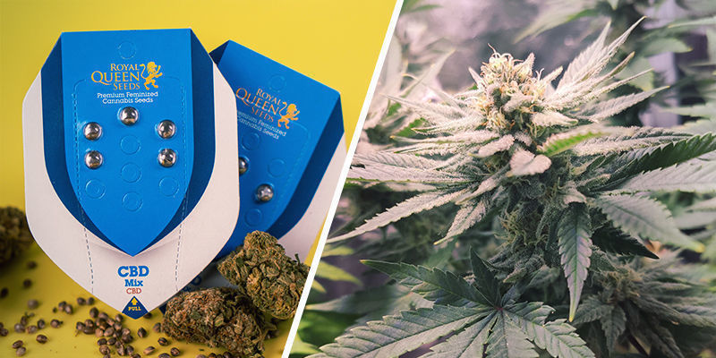 Mieszanka CBD (Royal Queen Seeds) CBD Mix (Royal Queen Seeds)